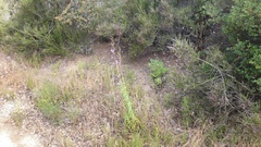 Penstemon spectabilis spectabilis