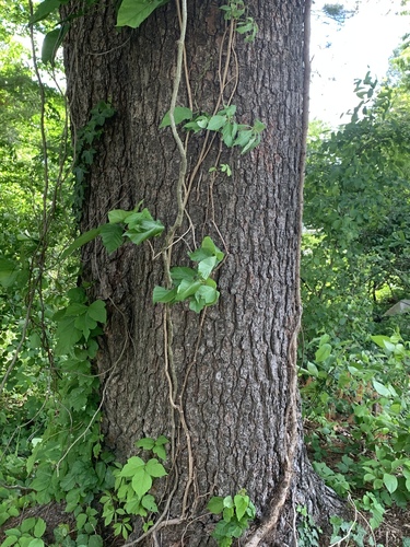 photo of Post Oak (Quercus stellata)