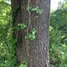 photo of Post Oak (Quercus stellata)