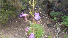 Penstemon spectabilis spectabilis
