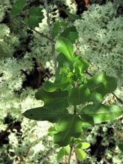 Asclepias curtissii