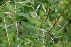 Salix bebbiana