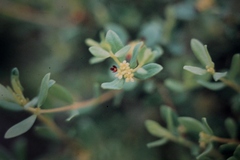 Pimelea hewardiana