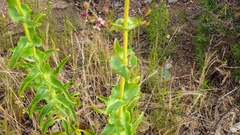 Penstemon spectabilis spectabilis