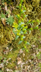 Sedum radiatum