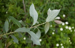 Salix bebbiana
