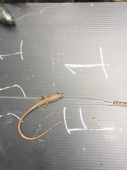 Takydromus kuehnei