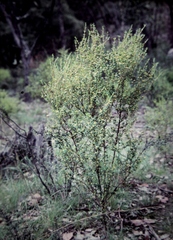 Pimelea hewardiana