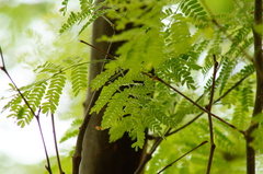 Chloroleucon mangense