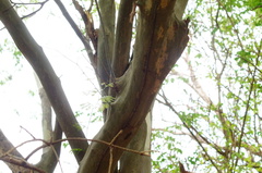 Chloroleucon mangense