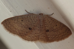 Poecilasthena anthodes