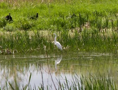 Ardea alba