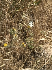 Melanargia titea