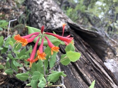 Lonicera arizonica