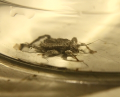 Reduvius personatus