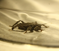 Reduvius personatus