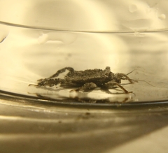 Reduvius personatus