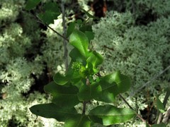 Asclepias curtissii