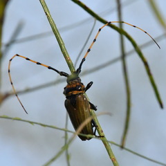 Retrachydes thoracicus