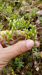 Sedum radiatum