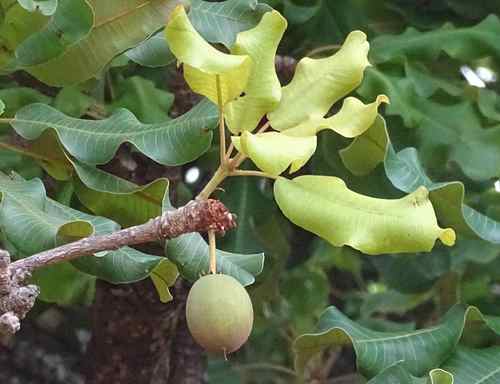 Shea Tree