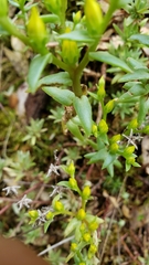 Sedum radiatum
