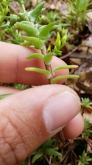 Sedum radiatum