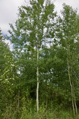 Populus tremuloides