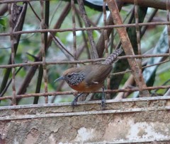 Pheugopedius rutilus