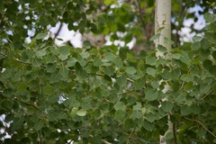 Populus tremuloides