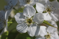 Pyrus ussuriensis