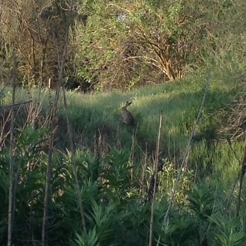 Desert Cottontail (Sylvilagus audubonii), a species recorded in Nevada