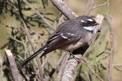 Rhipidura albiscapa alisteri