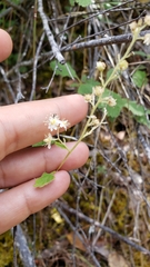 Holodiscus discolor discolor