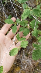 Holodiscus discolor discolor