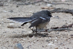 Rhipidura albiscapa alisteri