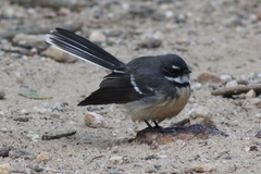 Rhipidura albiscapa alisteri