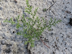 Paronychia chartacea