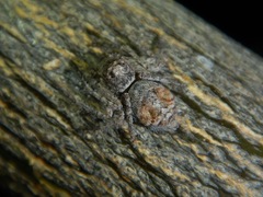 Hamataliwa grisea