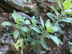 Hylotelephium telephioides