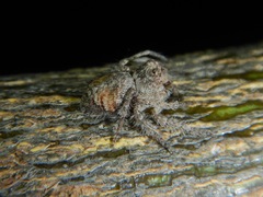 Hamataliwa grisea