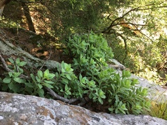 Hylotelephium telephioides