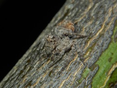 Hamataliwa grisea