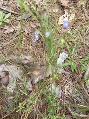 Wahlenbergia marginata