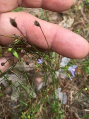 Wahlenbergia marginata