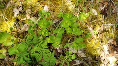 Euphorbia crenulata
