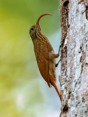 Curve-Billed Scythebill photo 1