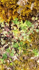 Sedum spathulifolium