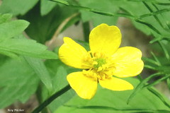Ranunculus hispidus nitidus