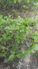 Vaccinium myrtilloides image
